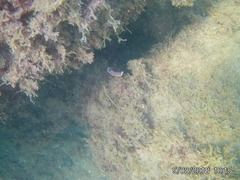 Felimida luteopunctata