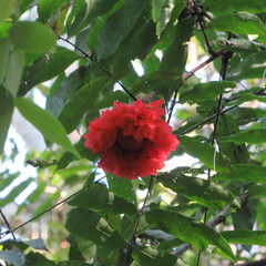 Brownea ariza