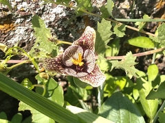 Tigridia vanhouttei