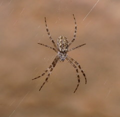 Argiope mascordi