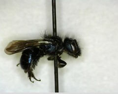 Osmia