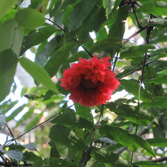 Brownea ariza