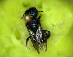 Osmia