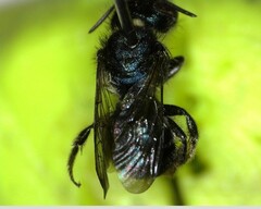 Osmia