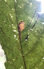 Ectoedemia clemensella