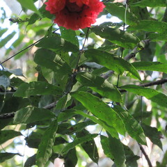 Brownea ariza