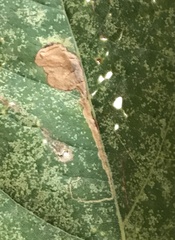 Ectoedemia clemensella