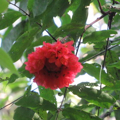 Brownea ariza