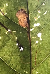 Ectoedemia clemensella