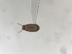 Sculptotheca puberula