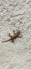 Sceloporus grammicus