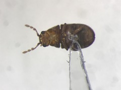 Sculptotheca puberula