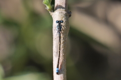 Ischnura fluviatilis
