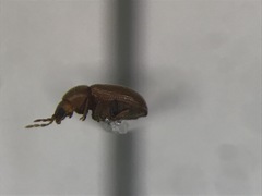 Sculptotheca puberula