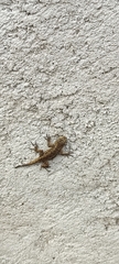 Sceloporus grammicus