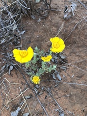 Baileya multiradiata
