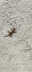 Sceloporus grammicus