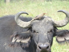 Buphagus erythrorynchus