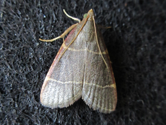 Hypsopygia glaucinalis