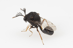 Pseudochalcura gibbosa