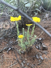 Baileya multiradiata