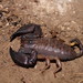 Rainforest Scorpion - Photo (c) Reiner Richter, some rights reserved (CC BY-NC-SA), uploaded by Reiner Richter