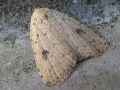 Anachrostis nigripunctalis