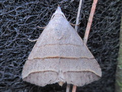 Colobochyla salicalis