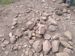 Pogonomyrmex barbatus