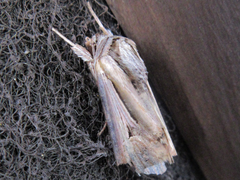 Actinotia intermediata