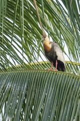 Theristicus caudatus
