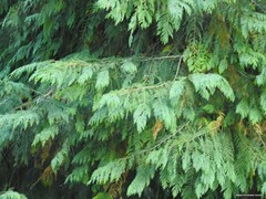 Chamaecyparis lawsoniana