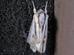 Actinotia intermediata