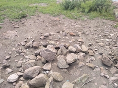 Pogonomyrmex barbatus