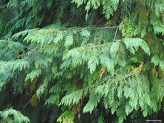 Chamaecyparis lawsoniana