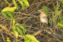 Turdus amaurochalinus