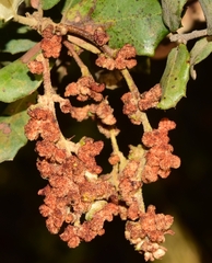 Eriophyes licopolii