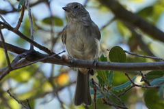 Baeolophus inornatus