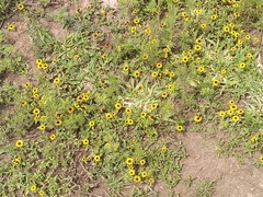 Sanvitalia procumbens