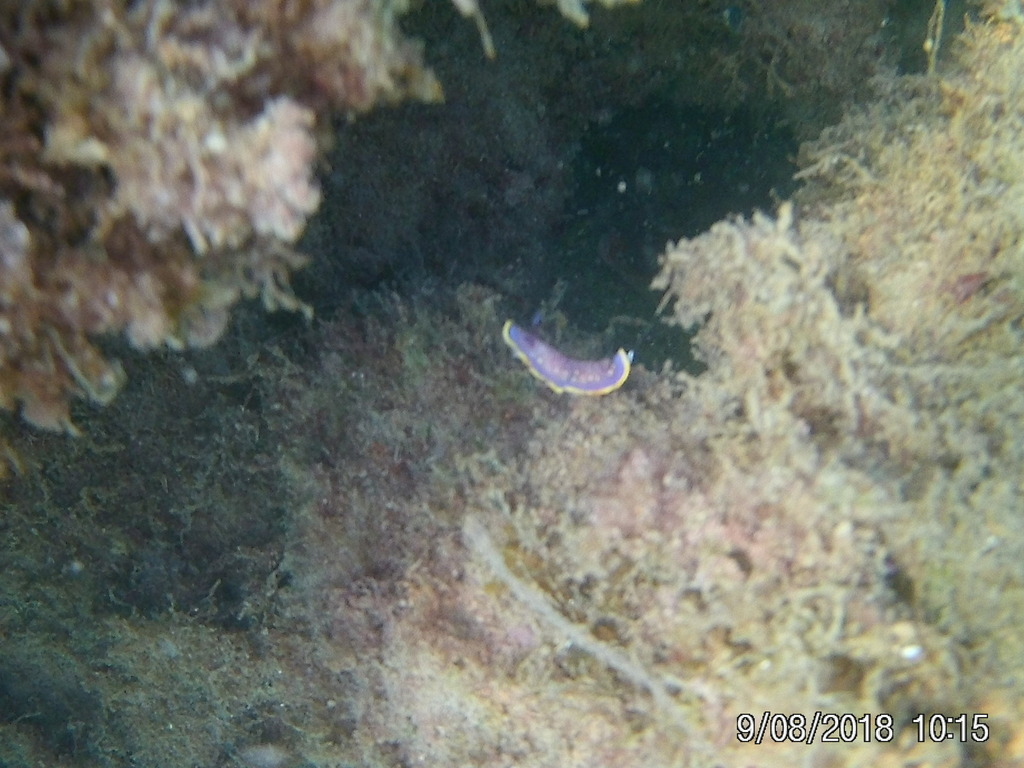 Felimida luteopunctata