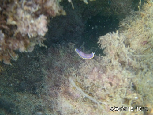 Felimida luteopunctata