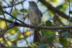 Baeolophus inornatus
