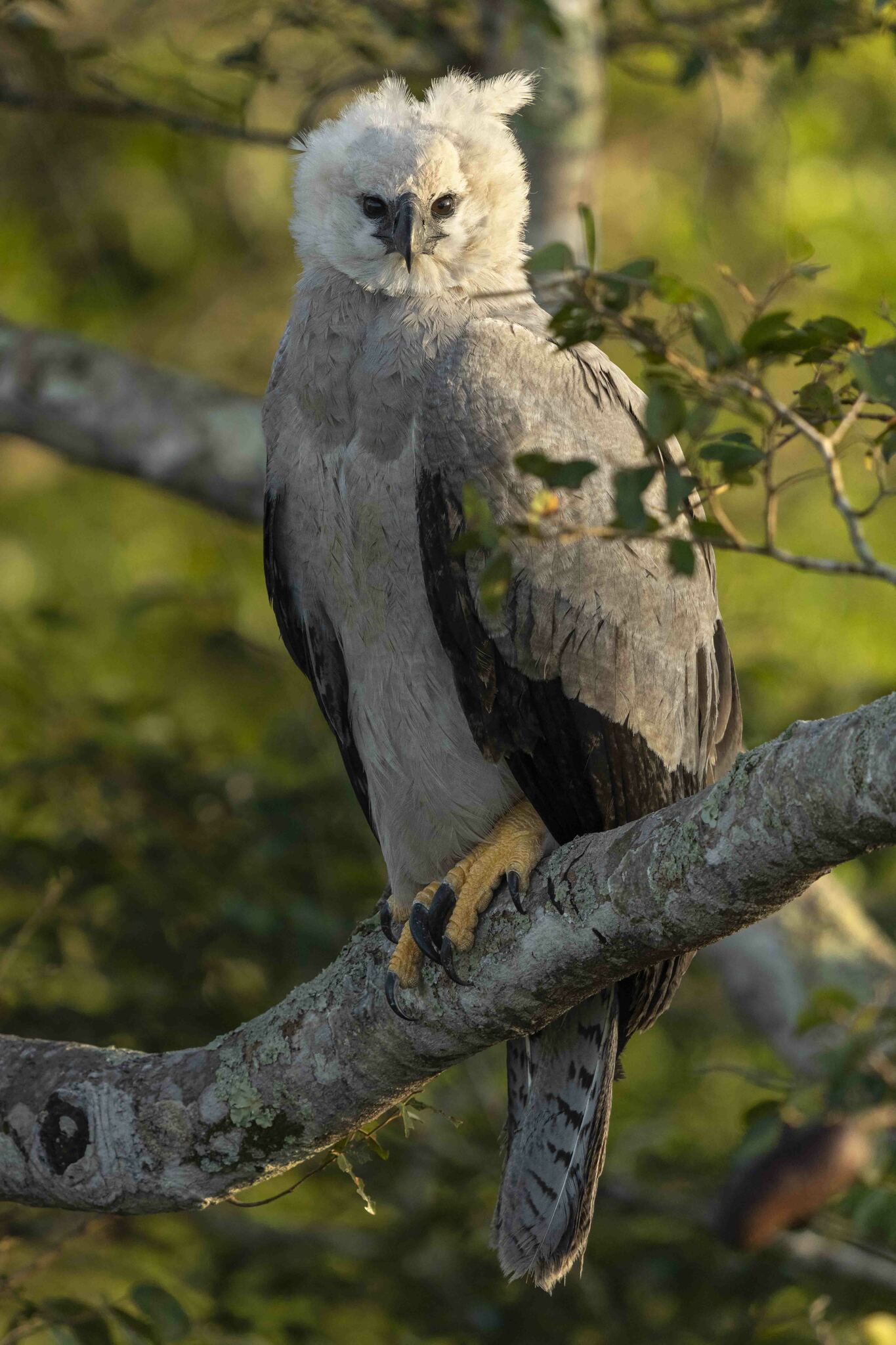 Águila Arpía (Harpia harpyja) · iNaturalist Ecuador