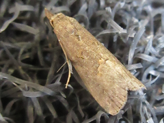 Schrankia separatalis