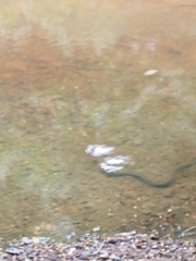 Nerodia sipedon