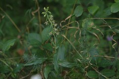 Epipactis