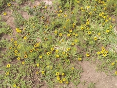 Sanvitalia procumbens