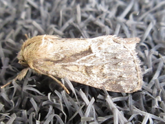 Spodoptera depravata