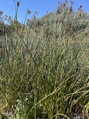Typhaceae