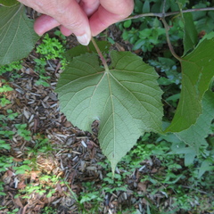 Vitis aestivalis